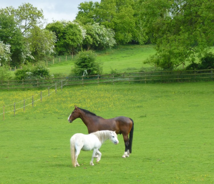 Horses at Castle House, Dedham