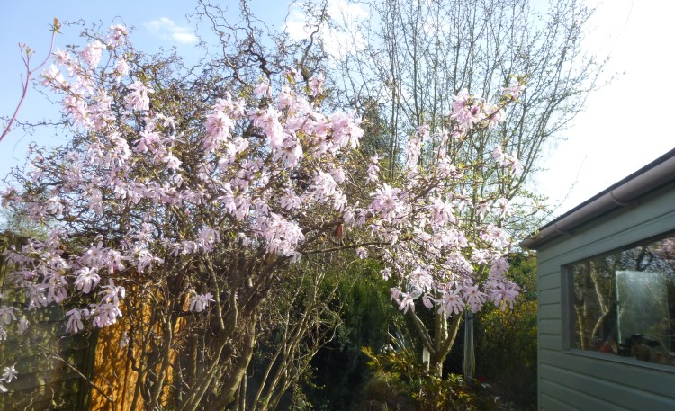 Magnolia Stellata 'Leonard Messell' outside my studio