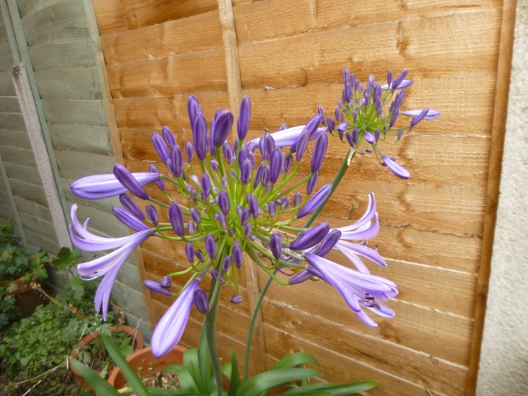 Cornflower blue from Cornwall