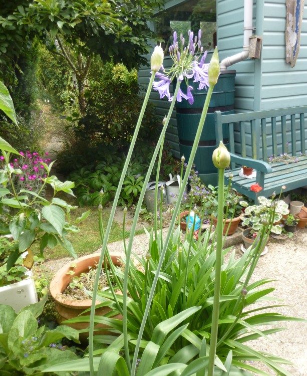 Agapanthus from Beth Chatto, with the thick foliage and much shorter tight buds of Bodnant's dark blue behind them