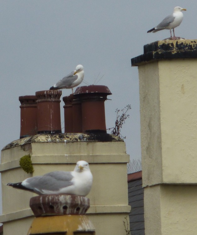 Herring gulls . . . 