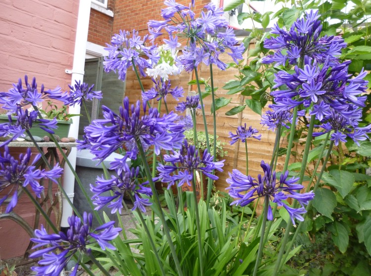 Agapanthus August 15