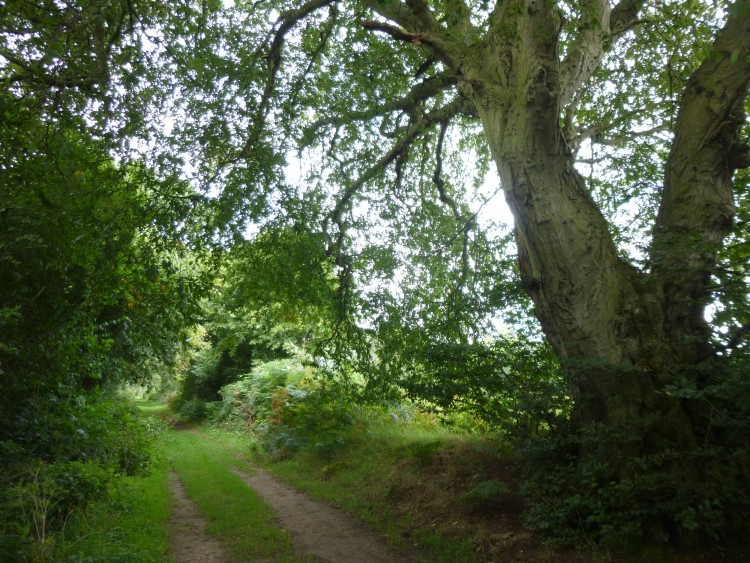 A huge hornbeam tree by the track