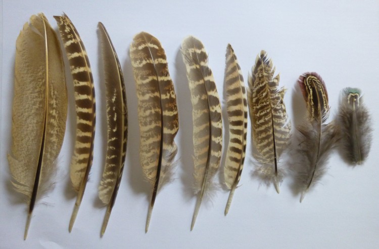 Feathers from the Peddars Way