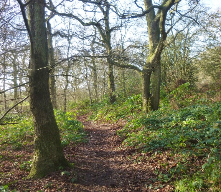 Hillhouse wood January 4