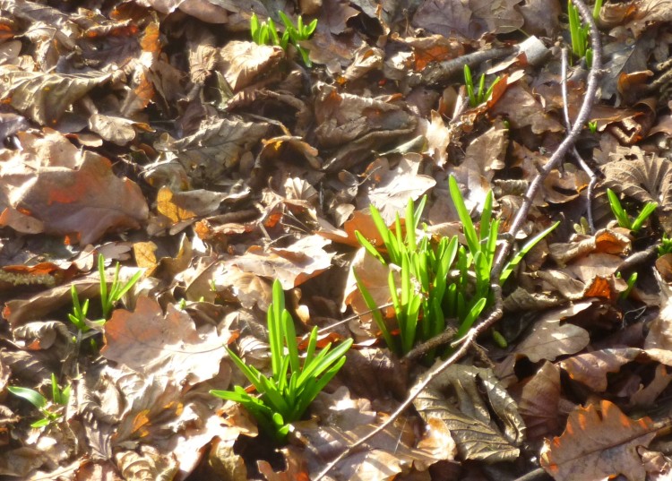 Hillhouse wood January 5