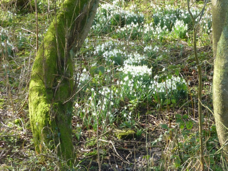 Hillhouse wood February 1