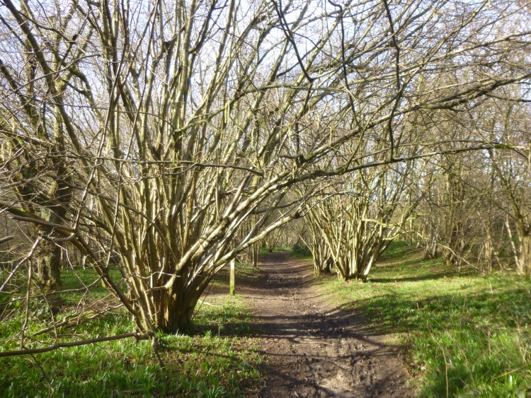 Hillhouse wood February 2