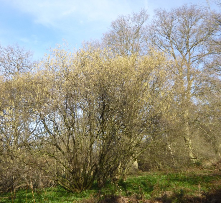 Hillhouse wood February 3