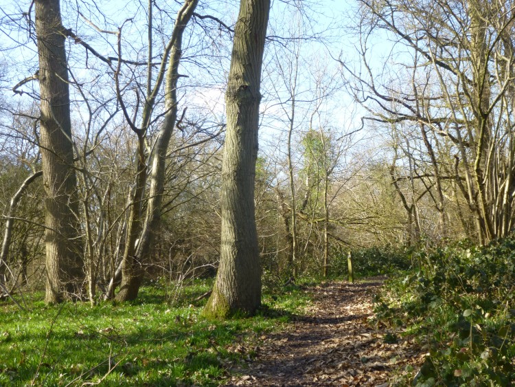 Hillhouse Wood March 007