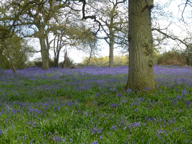 Essex Wood April 1 019