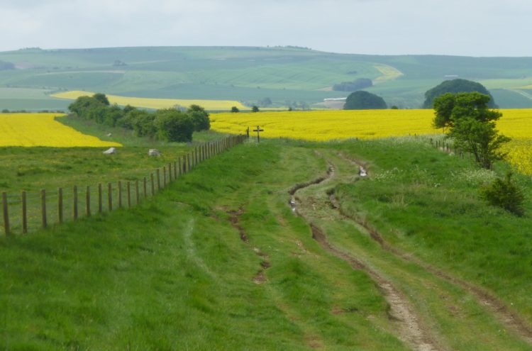 Near Fyfield Down