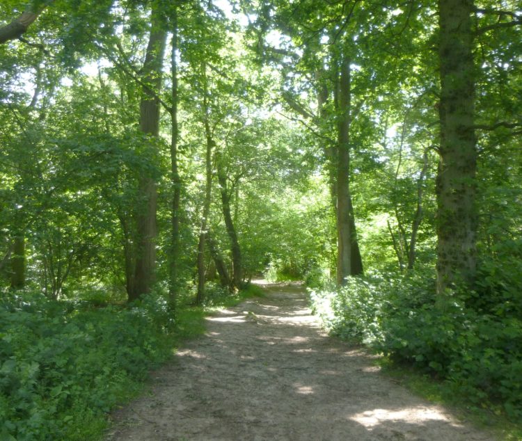 The entrance to the wood