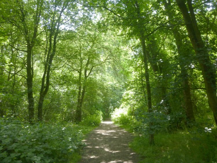 The sun came through the leaves in splashes and patches