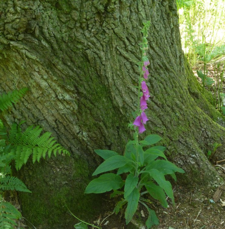 Foxglove!