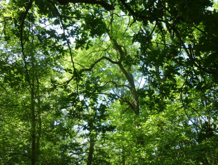 Essex Wood in June 020