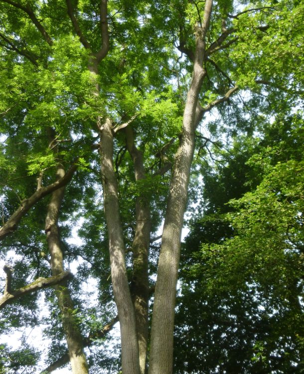Mature ash trees