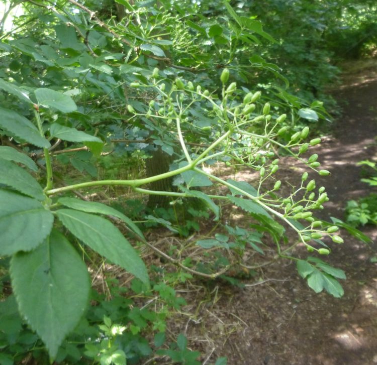 New elderberries forming