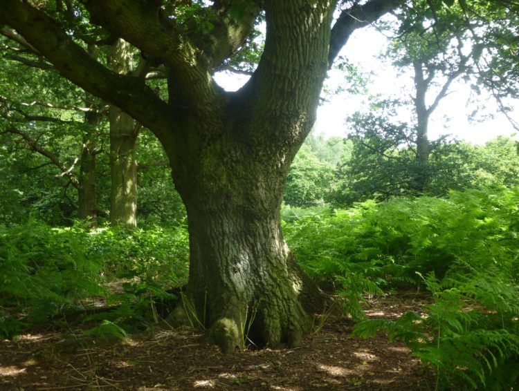 Oak in a clearing in the centre of the wood