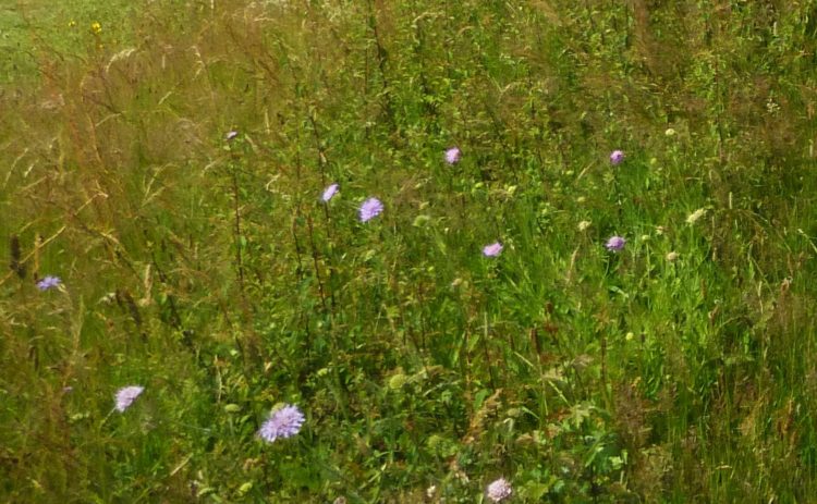 Essex Wood in July 015