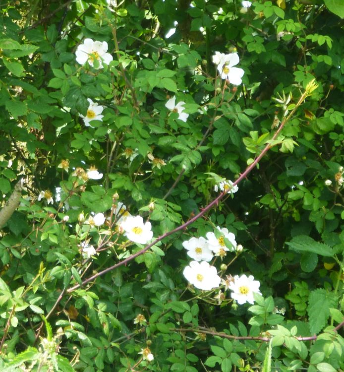 Field Roses in the hedge