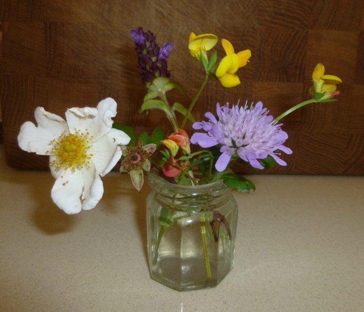 Flowers, including field rose, Birds food trefoil and field scabious