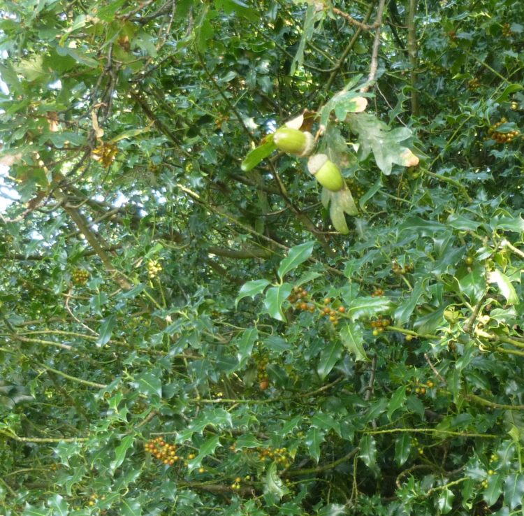 Acorns and holly berries