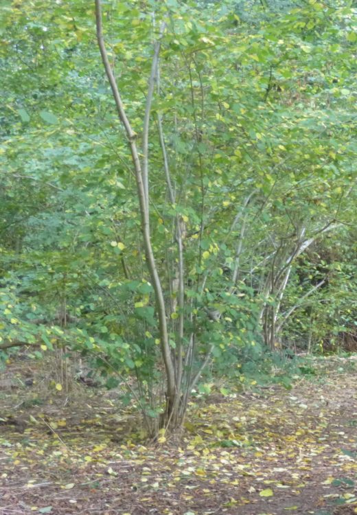 and coppiced hazel surrounded by fallen yellow leaves