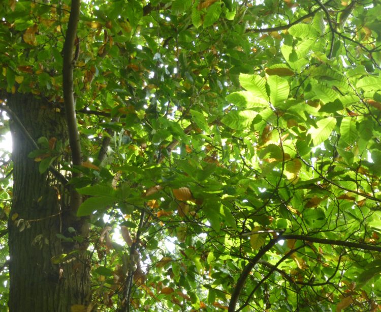 Sweet chestnut leaves beginning to turn