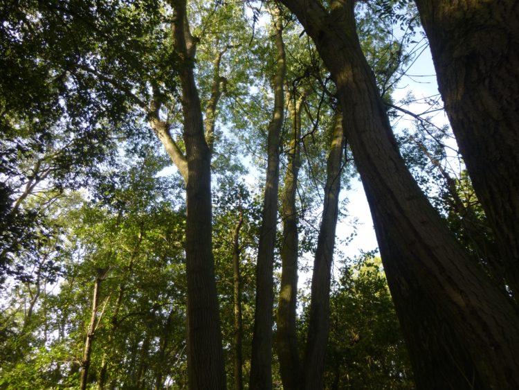 Huge ancient coppiced ash