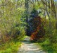 Path through the Woods - Sally Pudney