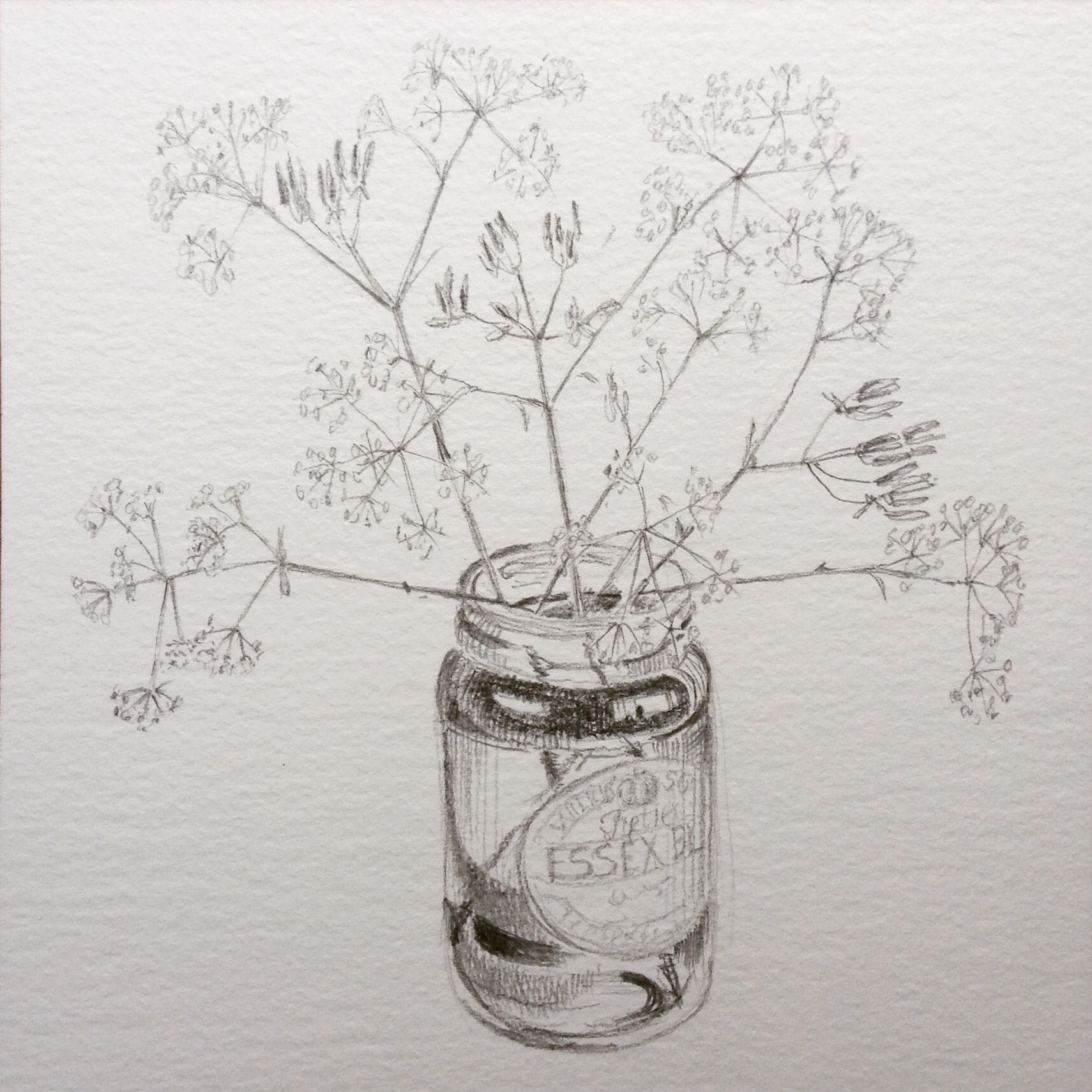 Cow parsley . . . Sally Pudney