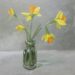 Flowers of March - Sally Pudney